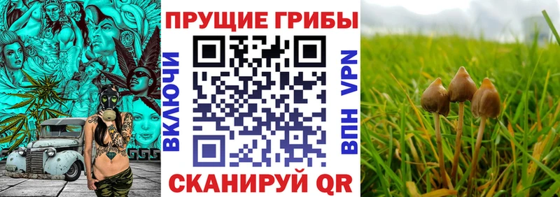 darknet формула  Новотитаровская  Галлюциногенные грибы MAGIC MUSHROOMS 